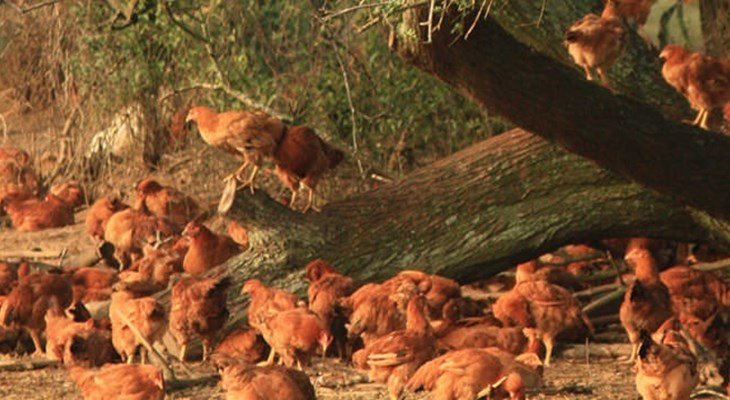 Broiler chickens outside