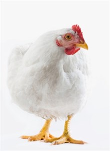 broiler white background