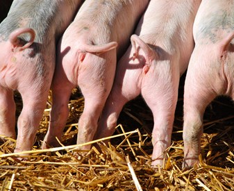Piglets -with -intact -tails
