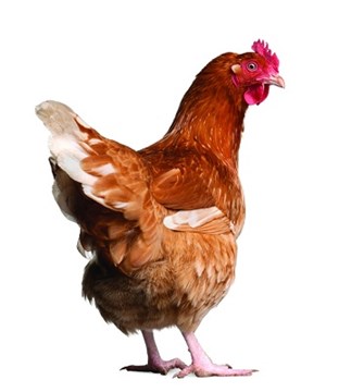 hen white background.jpg