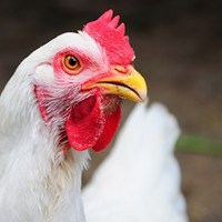 white hen square.jpg