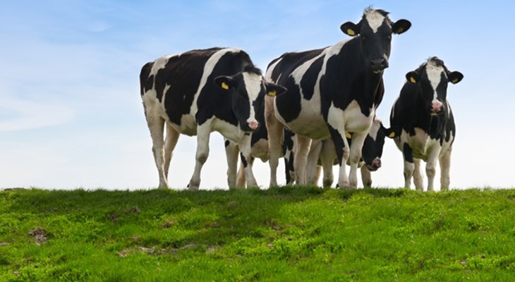 About dairy cows | Compassion USA