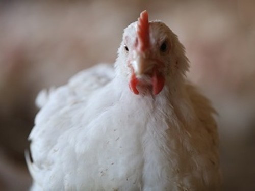 higher welfare broiler.jpg