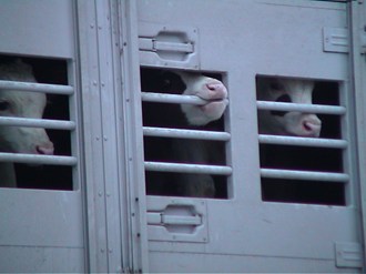 Young unweaned frightened calves in a transport truck