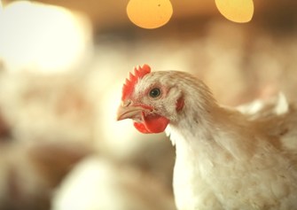 Compass-GAP Chicken - Enhanced.jpg