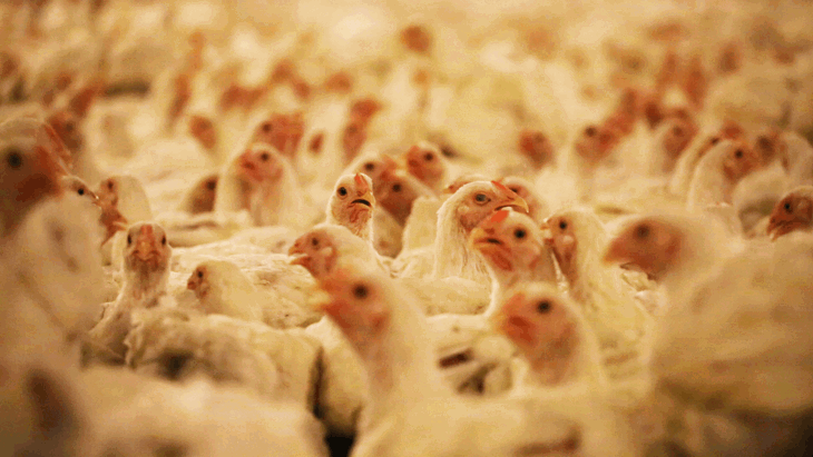 crowded broiler chickens