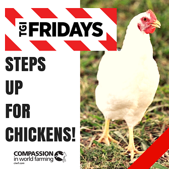 fridays for chickens.png