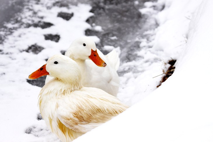 iStock_000012043248Large.jpg