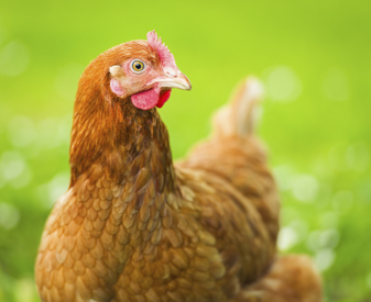 laying hen (ours).jpg