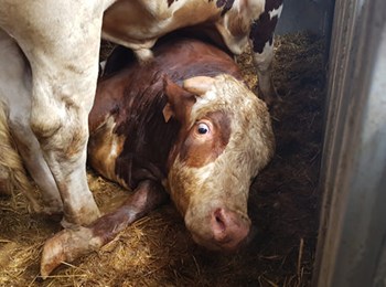 Investigating Live Transport czech cow.jpg