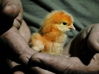 holding chick 335 250.jpg