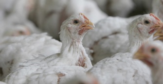 chicken+wide.jpg