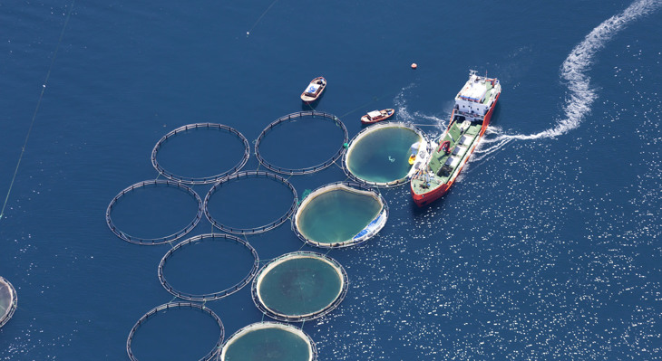Fish, their complexities and how they are farmed for food | Compassion USA