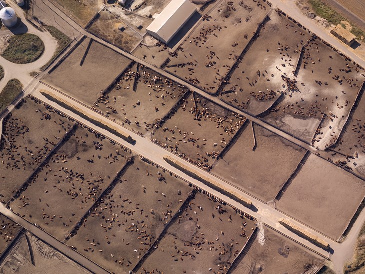 An aerial view of a large, muddy feedlot.