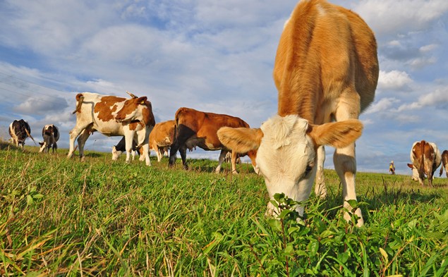 3. Rallying science for animals