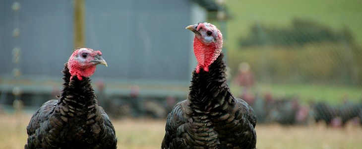 Farm Animals turkeys header.jpg