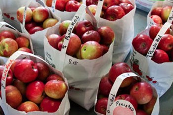 apples.jpg