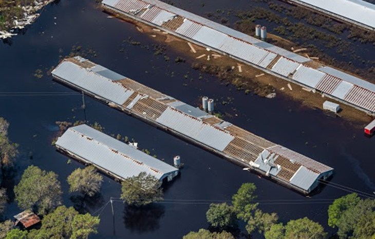 flooding we animals.jpg