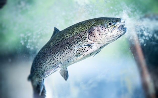 1. Making waves for fish