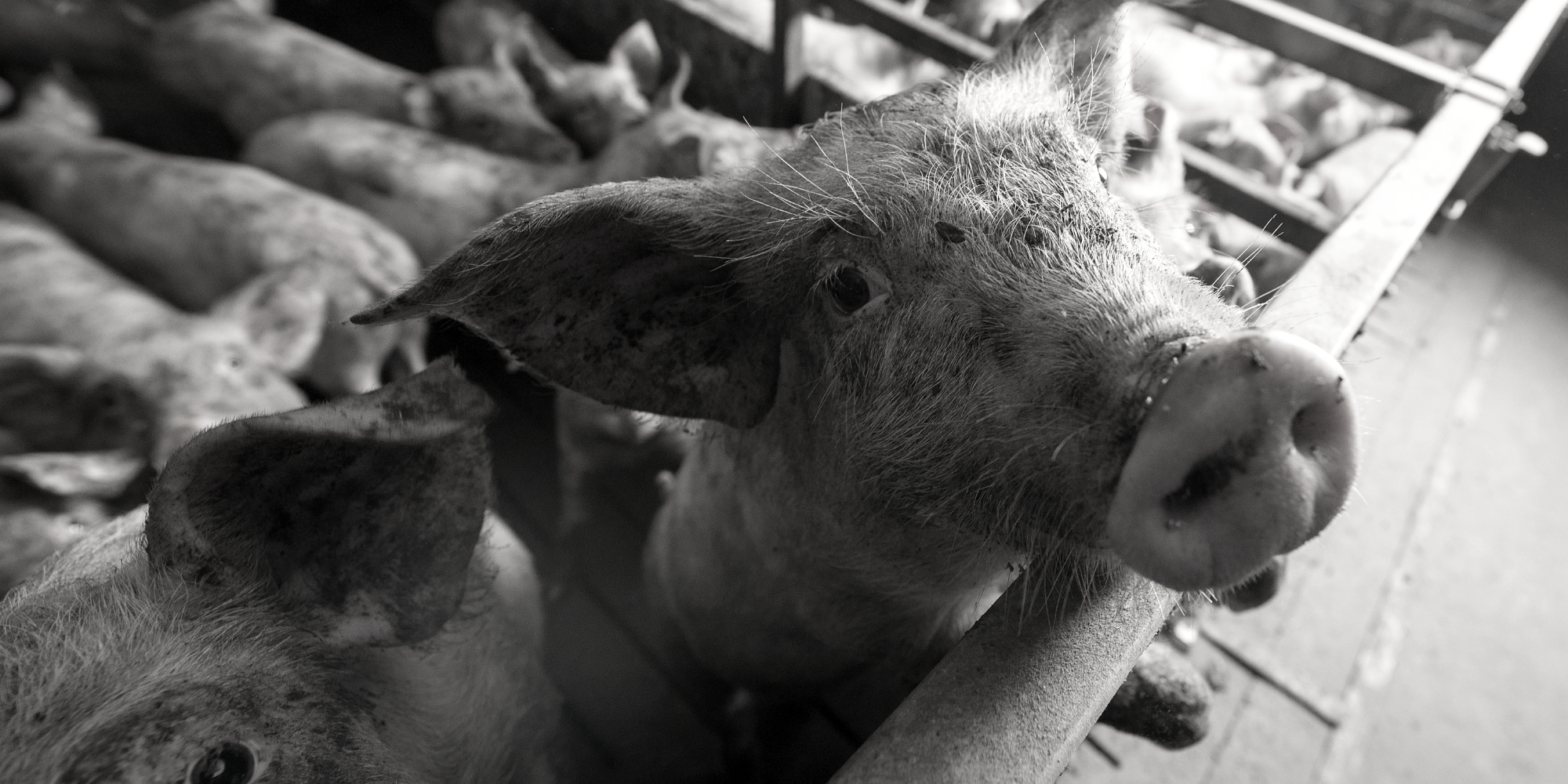 Give animals a voice