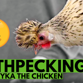 Mythpecking Video Thumbnail