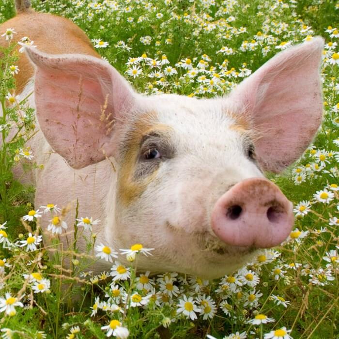 Pig standing in field of flowers