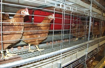 Hens In Combi System 2