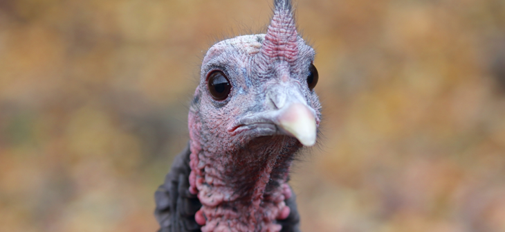close up shot of turkey face wit large black eyes