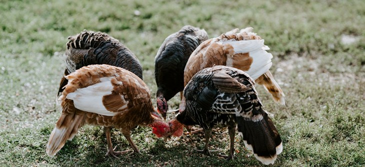 flock of brown and white turkeys pecking the floor