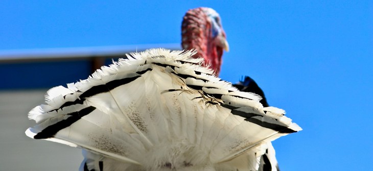 Turkey Butt