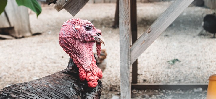 Close up picture of a turkey with a red face and snood