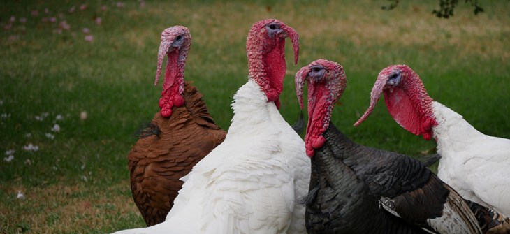 four turkeys in brown and white standing in a field