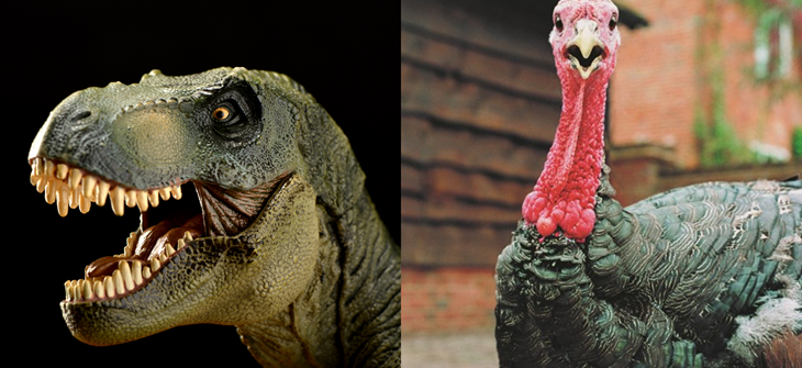 split screen with a T-Rex on left and a surprised turkey on right