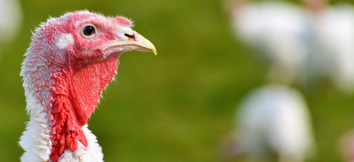 Close up of white turkey with red face