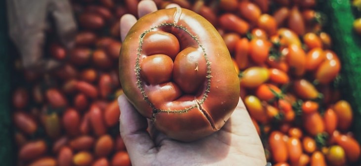 Unique tomato held in outstretched hand over bin filled with tomatoes
