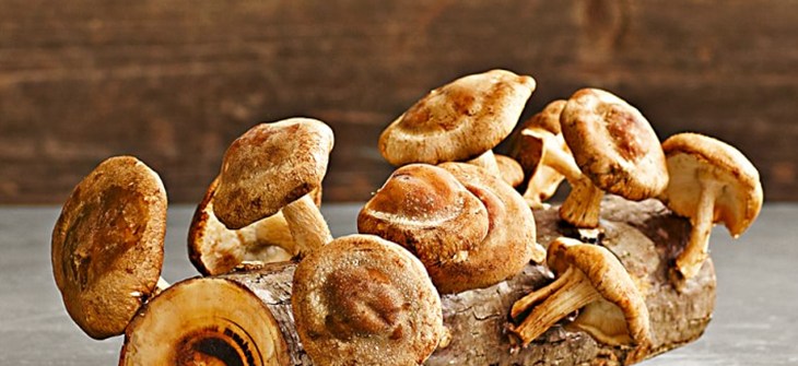 (Credit: Williams Sonoma) Log sits on white table sprouting mushrooms