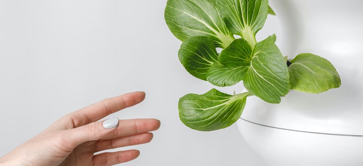 White futuristic looking vertical garden growing lettuce with hand outstretched toward the leaves