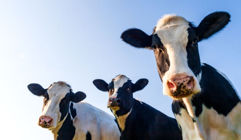 Three cows looking at the camera.