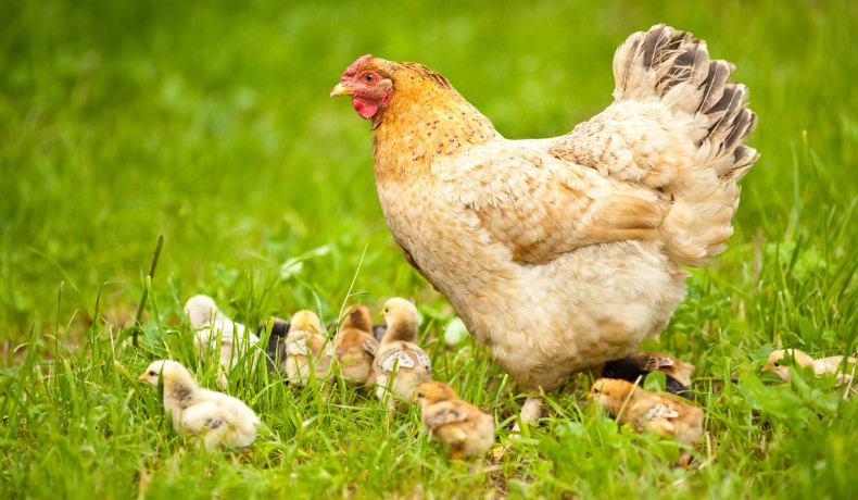 A mother hen with her chicks.