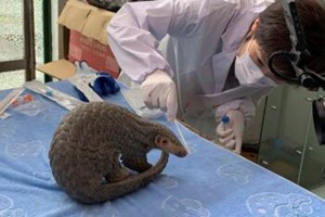 Scientist Pangolin