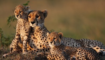 Mother Cheetah With Two 2 Month Old Cubs On A Termite Mound In The Masai Mara Credit GP232