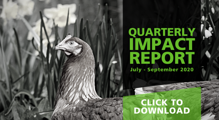 Photo of hens in a field with text overlay that reads "Quarterly Impact Report January through March 2021, click to download"