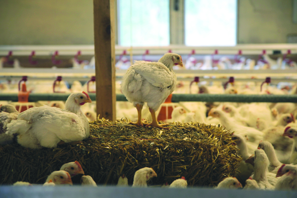 HelloFresh releases roadmap to higher chicken welfare