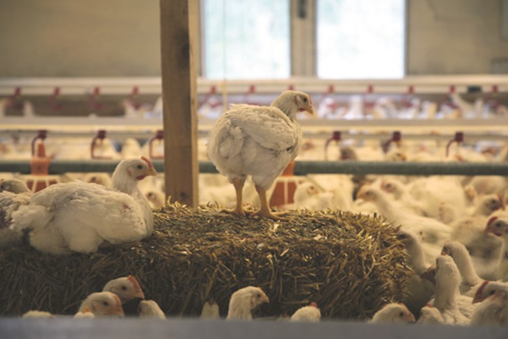 Chickens in a brightly lit enriched indoor environment with big windows, some birds sit on straw bales.