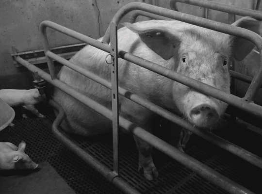 Transforming America’s Food Future: How the Election May Impact the Farm Bill  