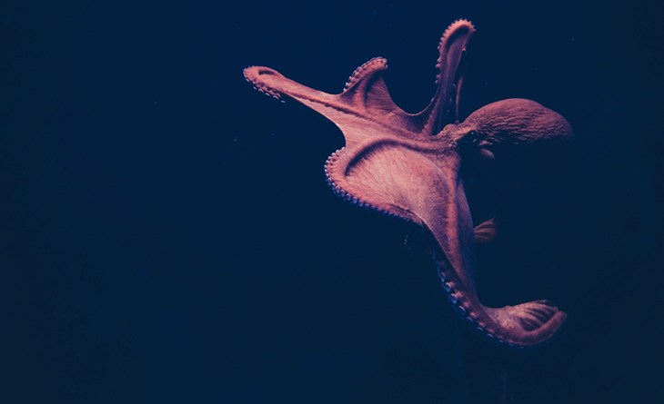 Octopus swimming, with a gray background.