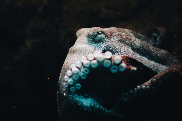 A light orangish-coral octopus swims in the dark ocean.