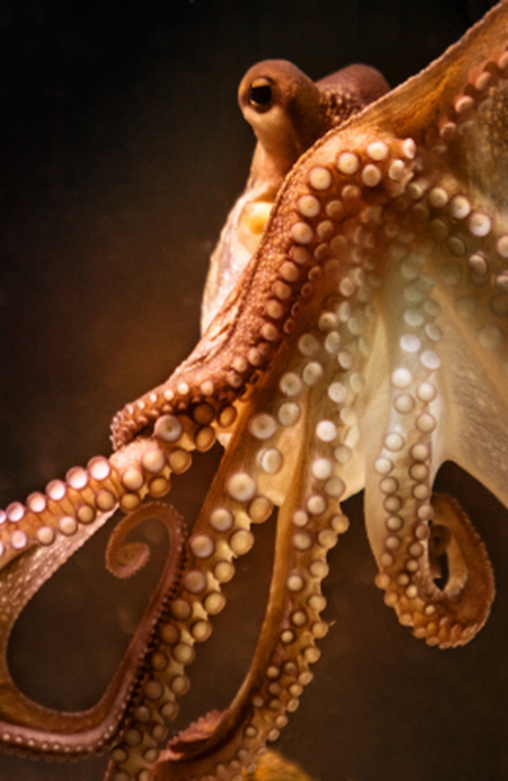 Orange octopus upon a black and brown ombre background.