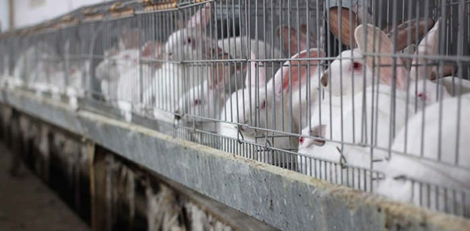 GIVE ANIMALS A VOICE