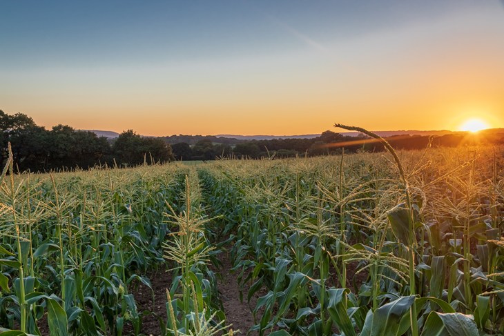 field of crops at sunset